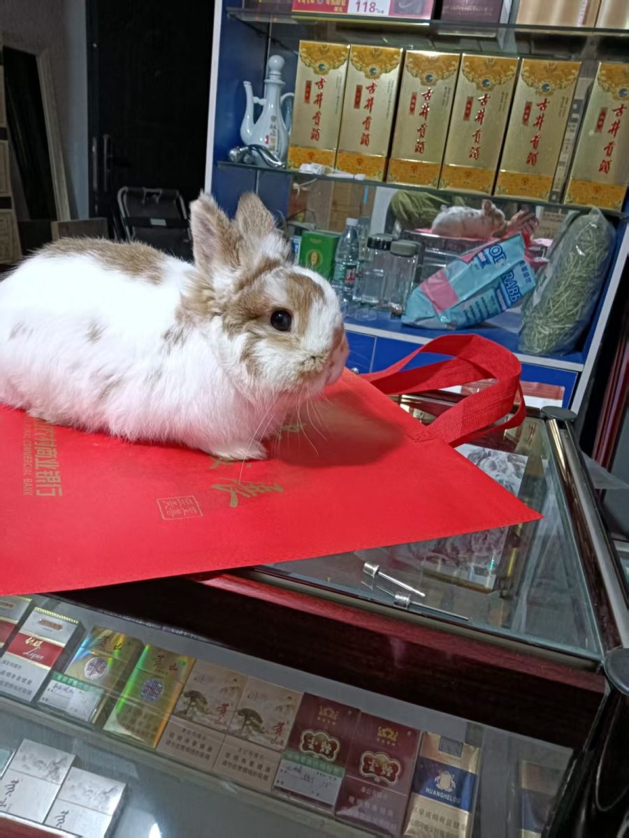 汤圆